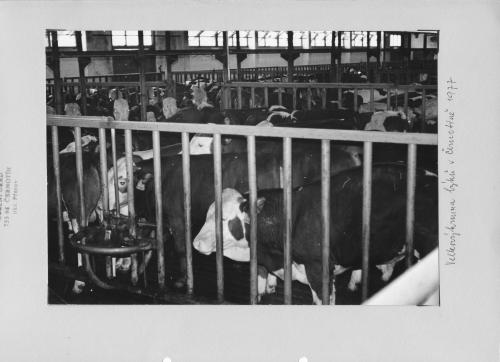 Velkovýkrmna býků - foto z roku 1976